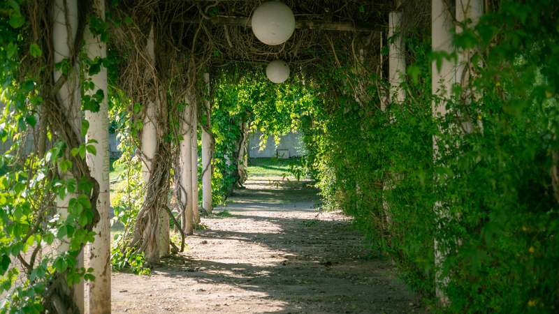 A serene garden with a wooden trellis covered in blooming clematis, surrounded by potted plants and natural stone pathway